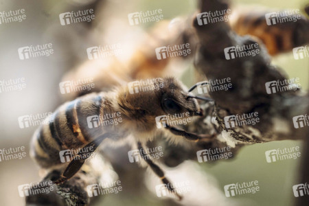 Symbolfoto Bienen