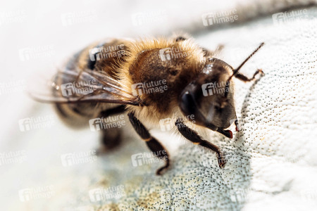 Symbolfoto Bienen