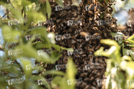 Symbolfoto Bienen