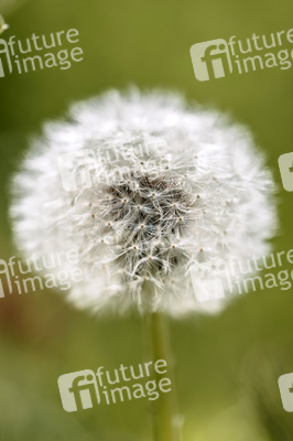 Symbolfoto Löwenzahn