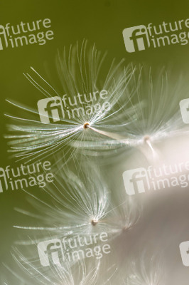 Symbolfoto Löwenzahn