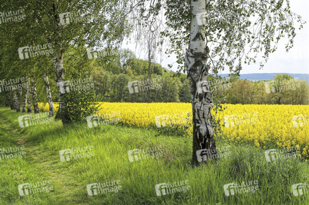 NATURE ART: Rapsbirken / Rapeseed Birches Bodypainting