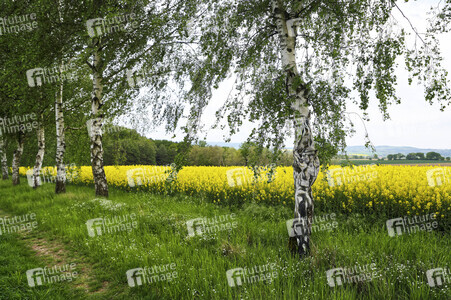 NATURE ART: Rapsbirken / Rapeseed Birches Bodypainting