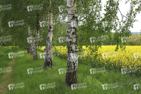 NATURE ART: Rapsbirken / Rapeseed Birches Bodypainting