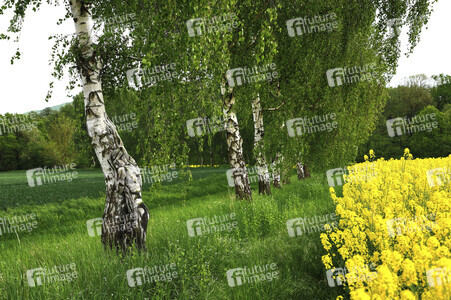 NATURE ART: Rapsbirken / Rapeseed Birches Bodypainting