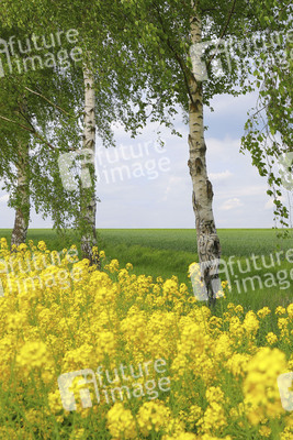 NATURE ART: Rapsbirken / Rapeseed Birches Bodypainting