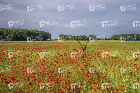 NATURE ART: Rotmohn / Red Poppy Bodypainting