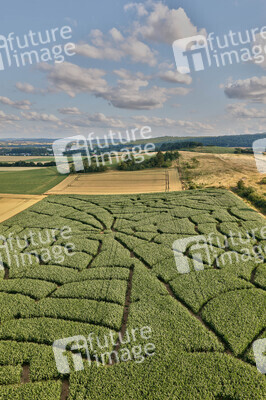 Maislabyrinth  in Bad Münder