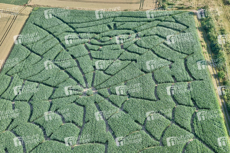 Maislabyrinth  in Bad Münder