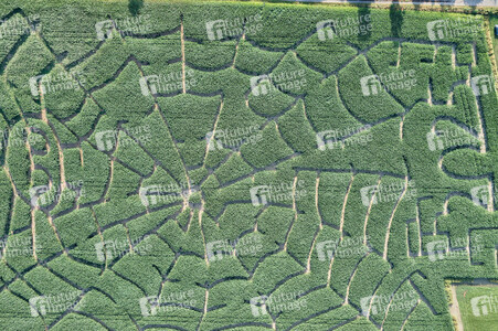 Maislabyrinth  in Bad Münder