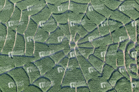 Maislabyrinth  in Bad Münder