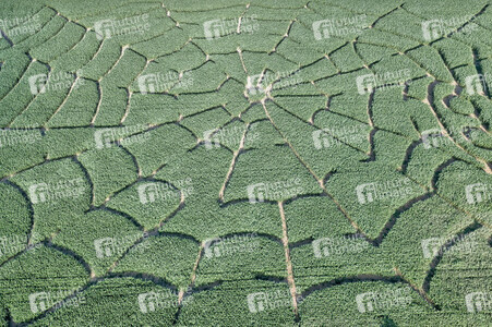 Maislabyrinth  in Bad Münder