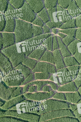 Maislabyrinth  in Bad Münder