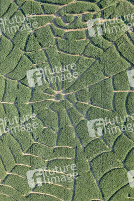 Maislabyrinth  in Bad Münder