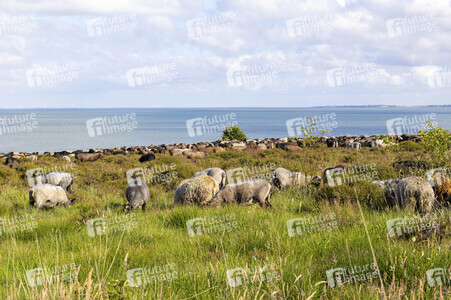 Schafe auf Sylt