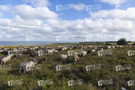 Schafe auf Sylt