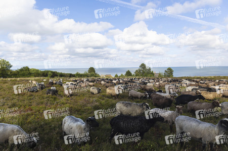 Schafe auf Sylt