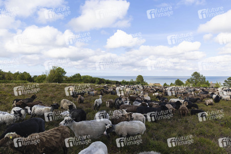 Schafe auf Sylt
