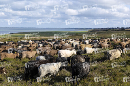Schafe auf Sylt