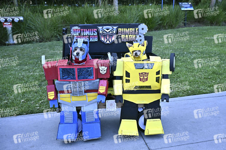 Impressionen von der San Diego Comic-Con International 2025