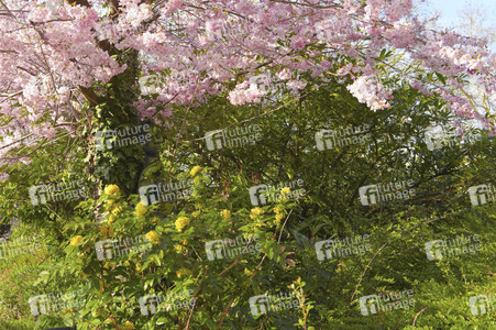 Nature Art: Mensch & Natur - Farbige Symbiosen Kalender 2026