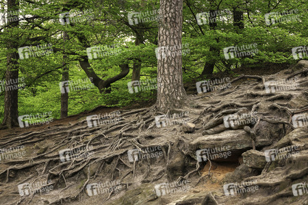 Nature Art: Mensch & Natur - Farbige Symbiosen Kalender 2026