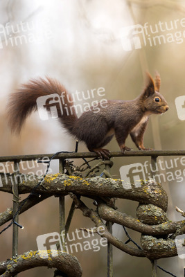 Symbolfoto Eichhörnchen
