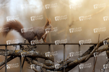 Symbolfoto Eichhörnchen