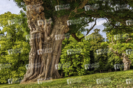 NATURE ART: Akazie / Acacia Bodypainting