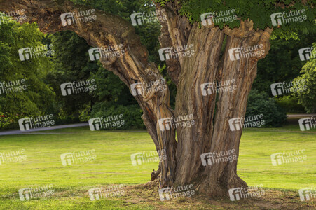 NATURE ART: Akazie / Acacia Bodypainting