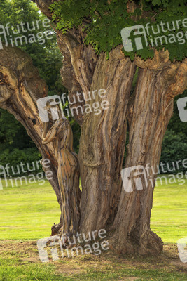 NATURE ART: Akazie / Acacia Bodypainting