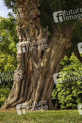 NATURE ART: Akazie / Acacia Bodypainting