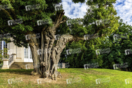 NATURE ART: Akazie / Acacia Bodypainting