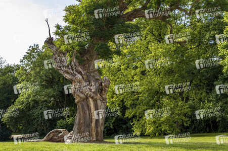 NATURE ART: Akazie / Acacia Bodypainting