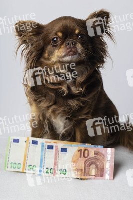 Symbolfoto Kosten für Hundehaltung