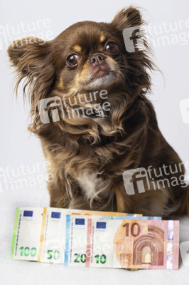 Symbolfoto Kosten für Hundehaltung