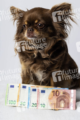 Symbolfoto Kosten für Hundehaltung