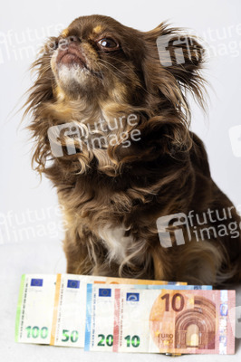 Symbolfoto Kosten für Hundehaltung