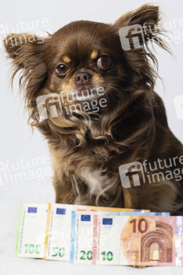 Symbolfoto Kosten für Hundehaltung