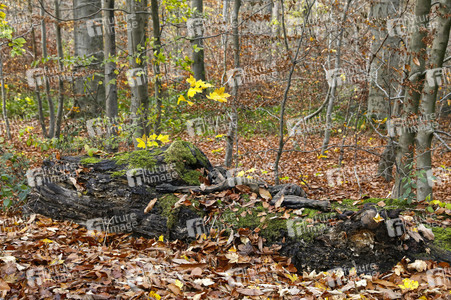 NATURE ART:  Herbst / Autumn Bodypainting