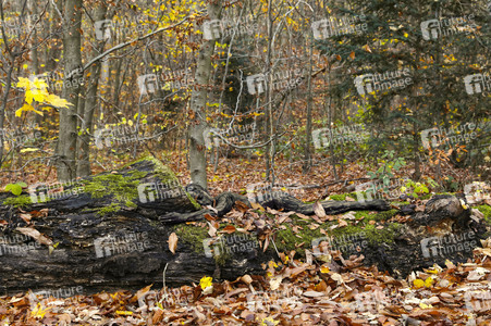 NATURE ART:  Herbst / Autumn Bodypainting