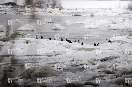 Eisschollen in Geesthacht