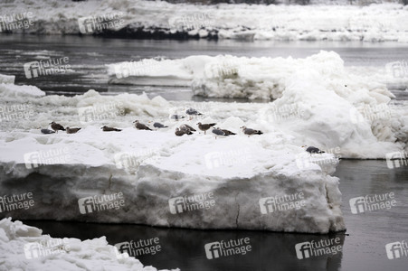 Eisschollen in Geesthacht