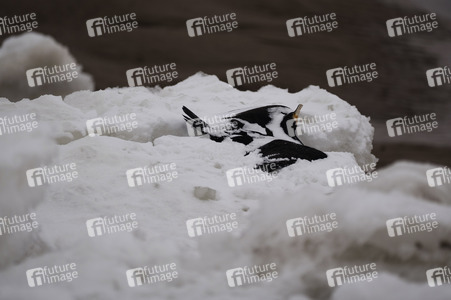 Eisschollen in Geesthacht