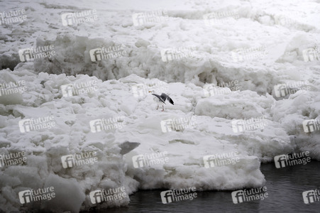 Eisschollen in Geesthacht