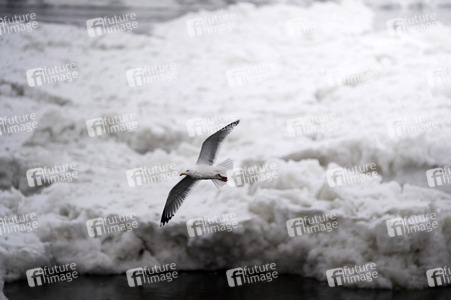 Eisschollen in Geesthacht