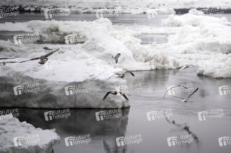 Eisschollen in Geesthacht