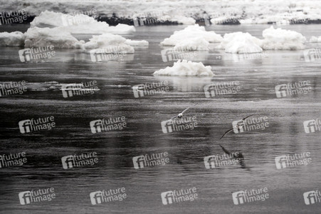 Eisschollen in Geesthacht