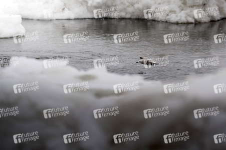 Eisschollen in Geesthacht