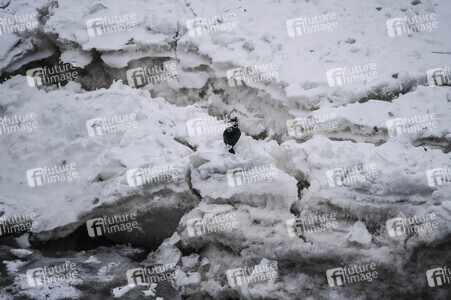 Eisschollen in Geesthacht